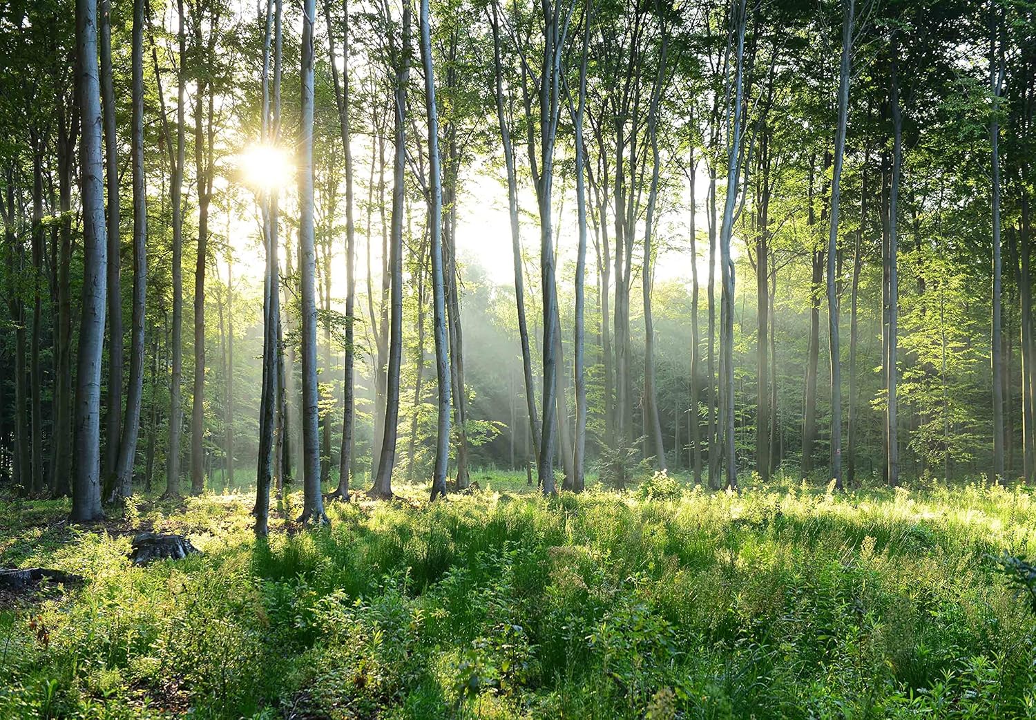 Sunshine Forest Mural Wallpaper Landscape Tree Wallpaper Large Nature Scenery Wall Mural for Living Room (not self-Adhesive)